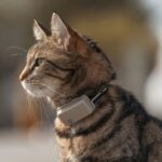 Rekomendasi GPS Tracker Mini untuk Kalung Kucing
