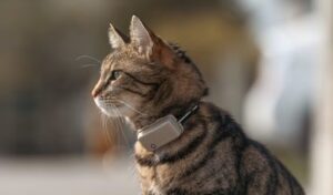 Rekomendasi GPS Tracker Mini untuk Kalung Kucing